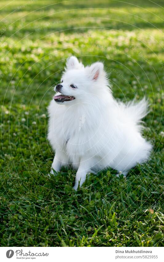 candid photo of a white spitz dog or puppy on green lawn in park looking to the side Dog Puppy Animal portrait Pet Cute Mammal Purebred Purebred dog Playing