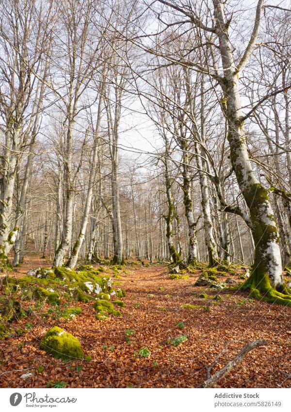 Autumn forest with bare trees and dry leaves autumn nature serene tranquil woodland leafless ground flora outdoors seasonal deciduous landscape environment