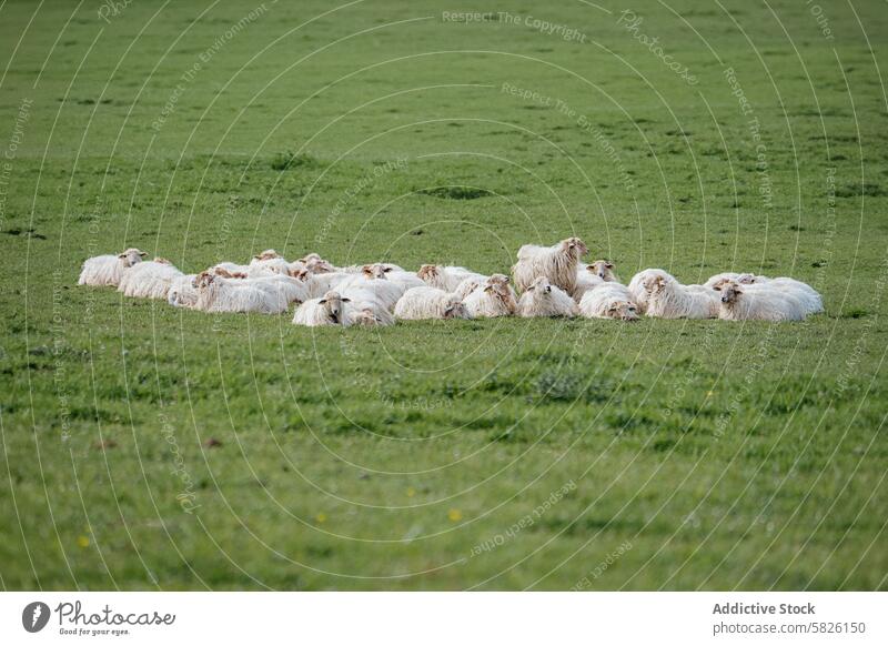 Flock of Sheep Resting in a Green Field sheep flock resting green field meadow grass herd woolly farm animal agriculture rural countryside livestock nature