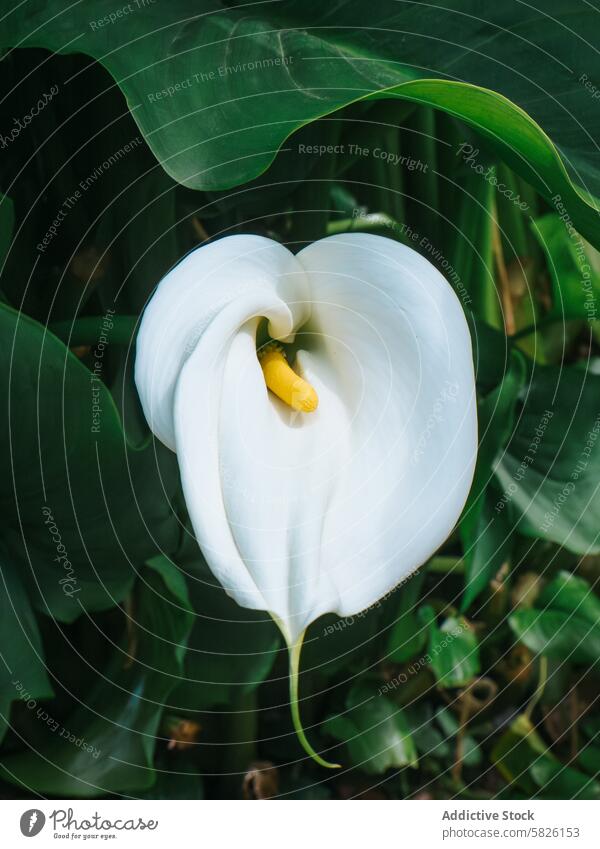 Elegant white calla lily in lush green foliage white flower yellow spadix green leaves plant nature botanical elegance floral garden bloom blossom vibrant