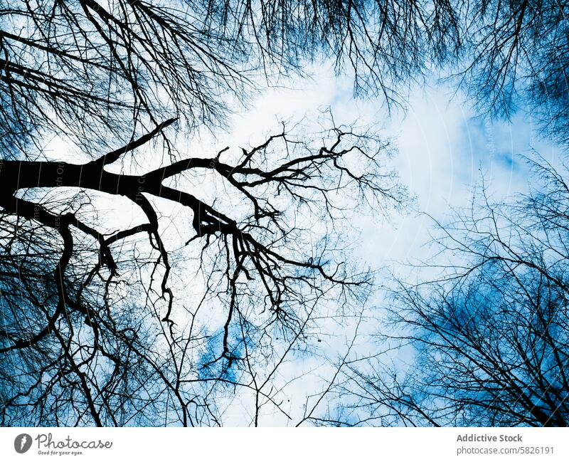 Silhouetted tree branches against a clear sky silhouette nature serene calm beauty upward view bright cloud studded blue outdoor tranquility peaceful natural