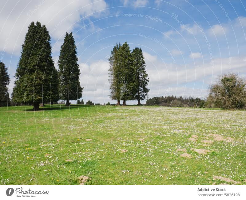 Meadow with wildflowers and coniferous trees under cloudy sky landscape meadow nature serene green lush field outdoors flora grassland tranquility white flower