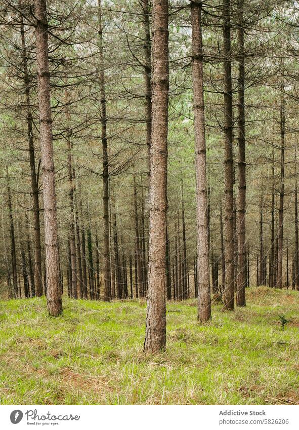 Dense pine forest with green undergrowth tree woodland nature dense tranquil wild natural ecosystem environment pine tree outdoor landscape serene calm flora