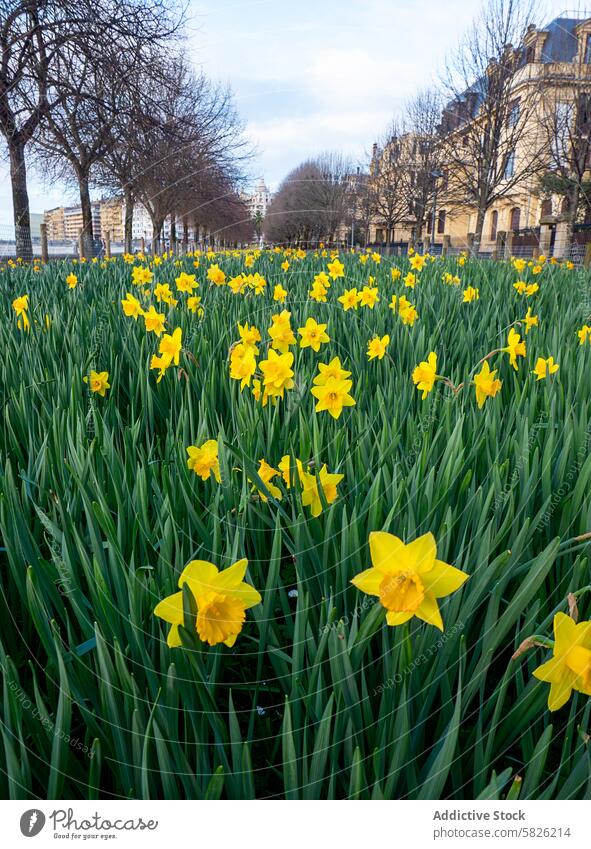 Blooming daffodils lining a city park pathway bloom flower spring vibrant yellow garden nature plant petal urban landscape outdoor flora bright seasonal growth