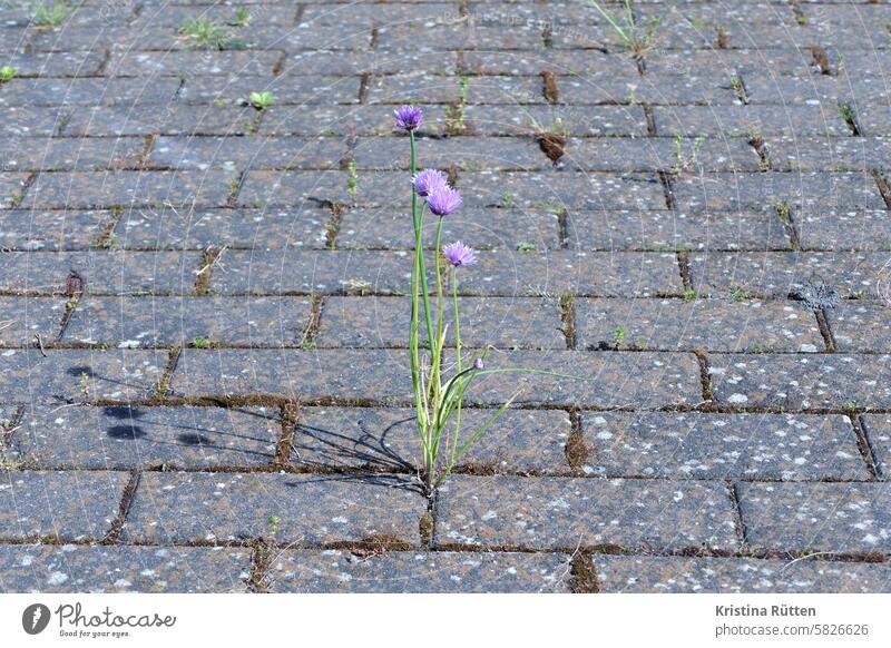 headstrong chives Chives paving crack wax blossoms garlic rush crop Plant Wild Robust Survive enduring tough assertive Assertiveness strength Strong symbol