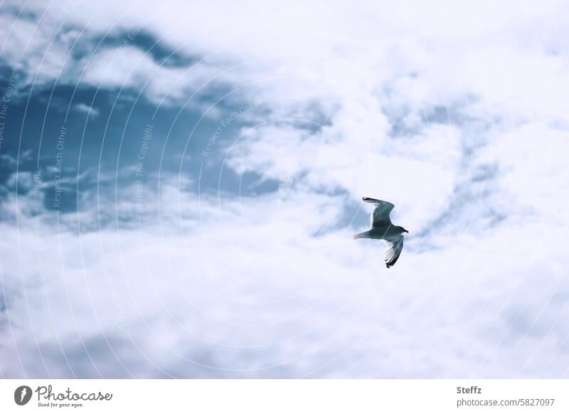 a seagull flies under the cloud cover Seagull Bird seagull flight Flight of the birds Flying Sea bird Cloud cover sky image Air Freedom Tall Blue Wild bird
