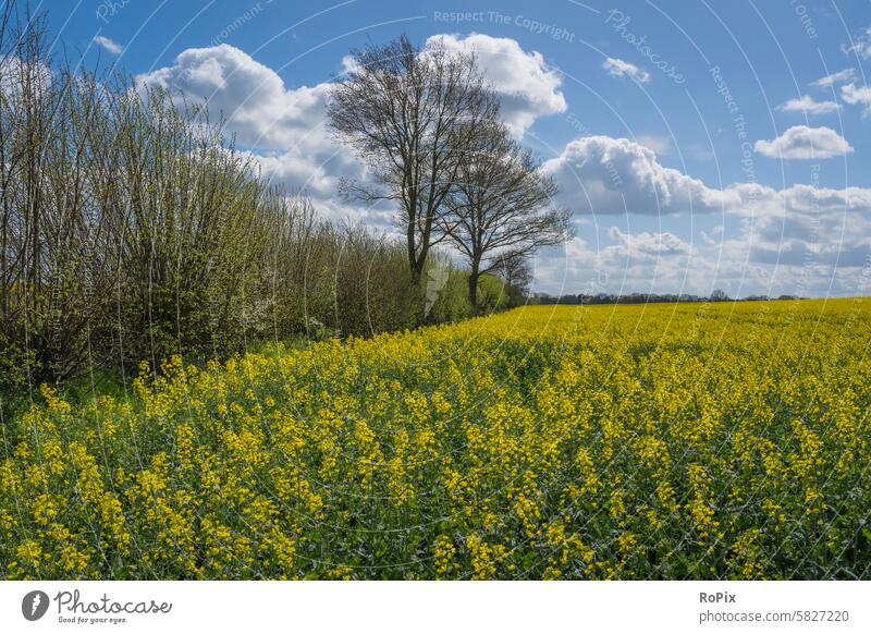 Rapeseed blossom on a beautiful spring day. Canola field Agriculture acre Flower Plant Landscape Manmade landscape Nature Cornfield flower Field Grain blossoms