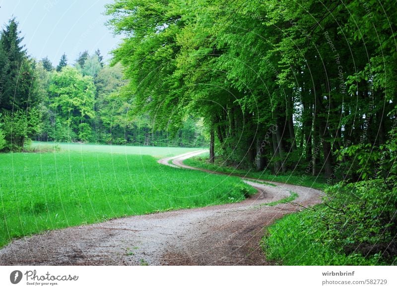 The forest road.... Nature Landscape Summer Beautiful weather Tree Leaf Foliage plant Forest Deserted Lanes & trails Wood Relaxation Fitness Hunting Hiking