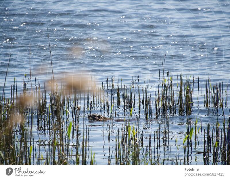 In beautiful weather, a beaver makes its way through the water at the Ilkerbruch. bieber Animal Wild animal Mammal be afloat reed reed grass wax Aquatic plant