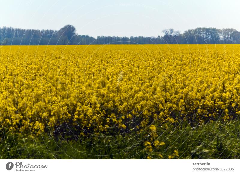 rapeseed holidays Far-off places Spring Horizon Mecklenburg Ocean MV Baltic Sea voyage Longing Summer Sun Tourism vacation pre-Pomerania wide Agriculture Field