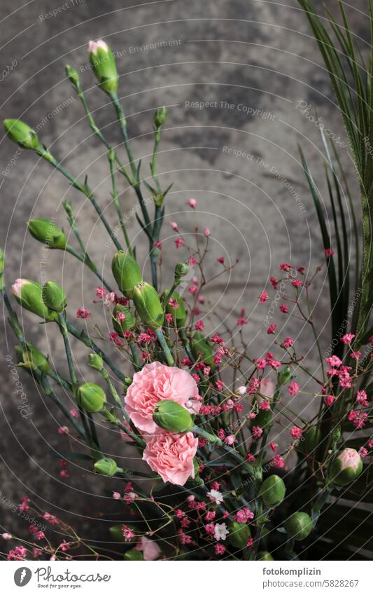 Bouquet of carnations cloves Pink blossoms flowers Pink carnations dark background buds