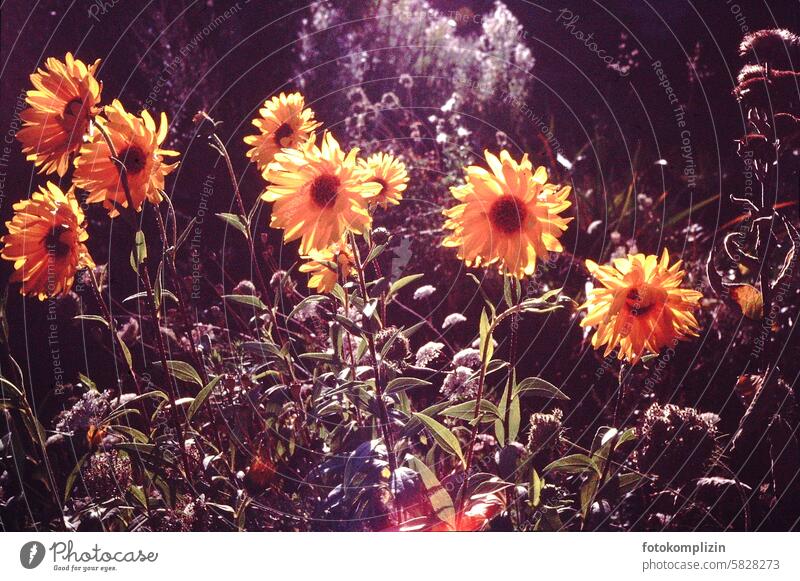 sunday flowers Sunflowers yellow flowers sunny warm Summer blossom blossoms glows Retro atmospherically Blossoming Garden Summery Yellow yellow blossoms