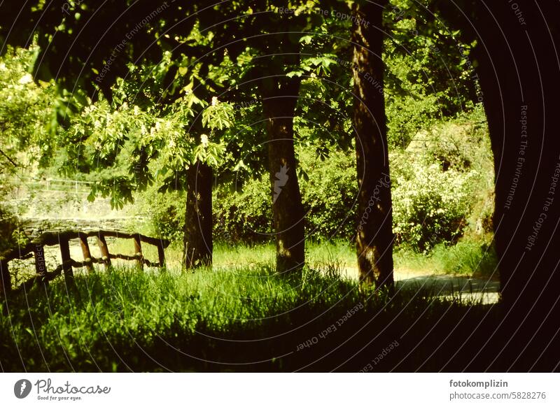 Forest and meadow and fence Tree Fence trees in the country Green Nature wax Summer Landscape Environment Meadow Idyll