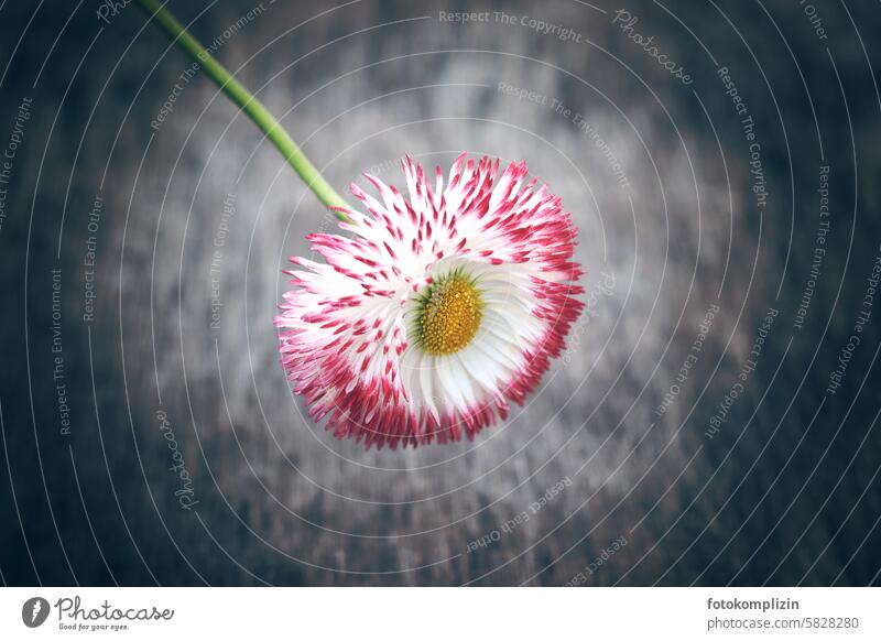 daisy Flower Daisy Blossom Simple unostentatious Round congratulations sharpen Pink White Gray Close-up modesty Modest little flowers Small pretty