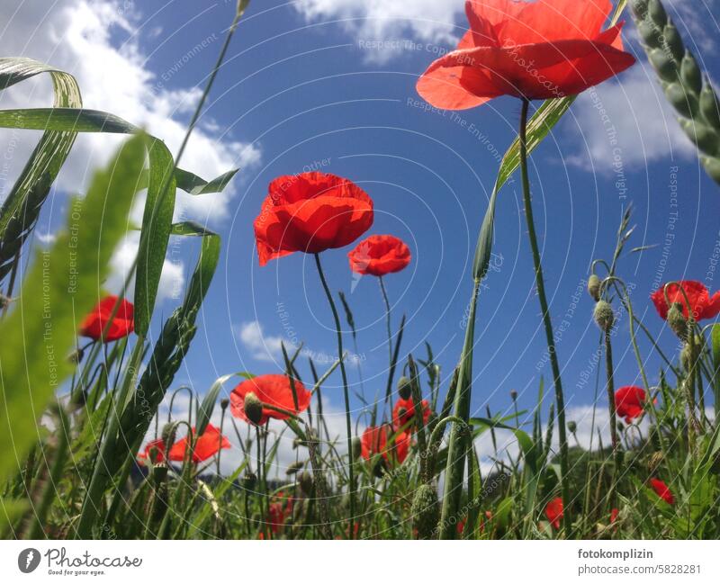 Poppies against blue sky Poppy poppies Poppy blossom Summer Red cheerful Corn poppy Flower Plant red poppy Flower field Field poppy meadow Summery Illuminate