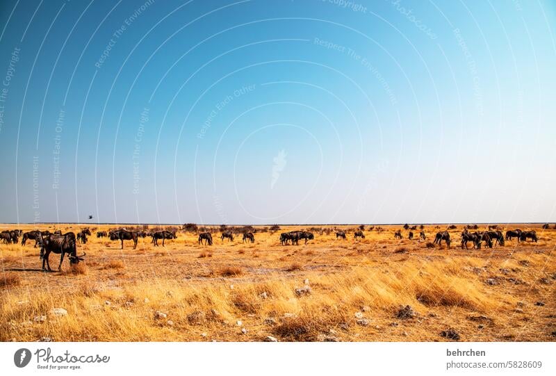 wide field Herd wildbeast Gnu aridity Savannah Grass especially Sky Landscape Vacation & Travel Nature Freedom Adventure Colour photo travel Wanderlust