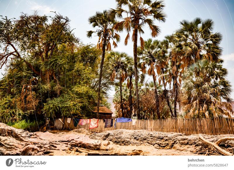 small oasis Palm tree Warmth Sky especially Adventure Vacation & Travel Landscape Nature Wanderlust Namibia Colour photo Africa Far-off places Tree Dry aridity