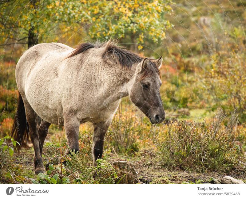 Konik horse in the pasture Konik Horse Autumnal landscape Natural grazing autumnal colours autumn colours heather Heather plant Heather family Heathland Moody