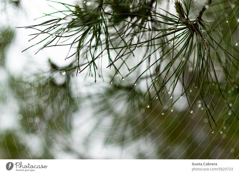 Water drops on plants after rain. Drops of water Rain Leaf Plant Dew Foliage plant Green Close-up Nature Detail Exterior shot Colour photo Wet Blur