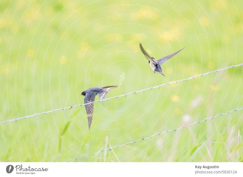 Barn swallows in flight Sylt birdwatching Colour photo Exterior shot Flight of the birds Nature Grand piano animal world Bird in flight Wild bird Speed Animal