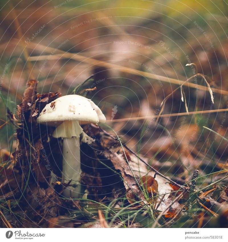 loner | breakthrough Nature Elements Earth Forest Sign Beginning Movement Resolve Climate Change Mushroom Breach Colour photo Subdued colour Exterior shot