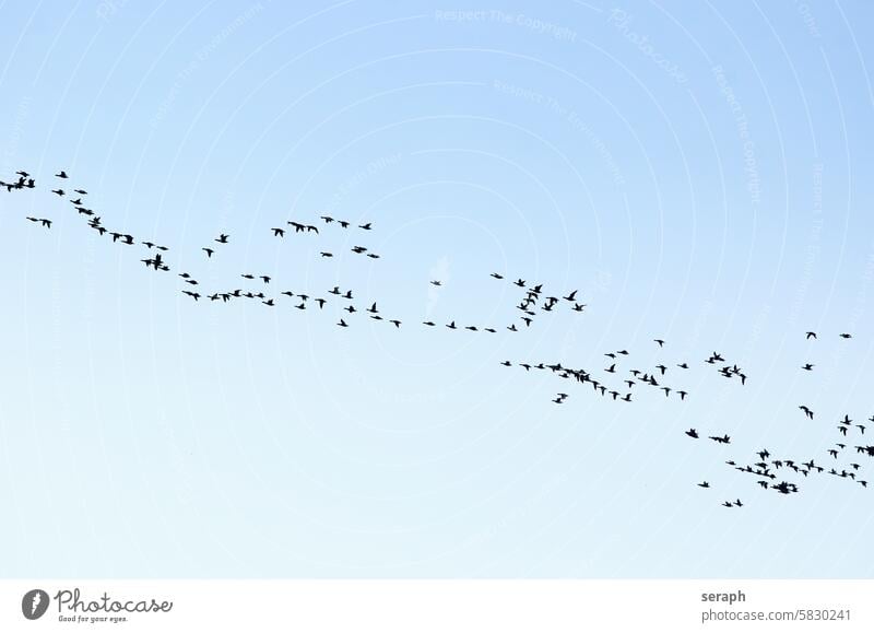 migratory birds geese bird migration Barnacle Goose North Sea North Frisland north Ornithology troop Flock group Flying flight Season Migratory birds