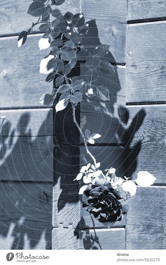 Rose blues pink Blossoming Garden Fragrance Leaf Cold Blue black-and-white Black black rose climbing rose Wooden wall Hang Shadow leaves Plant Flower