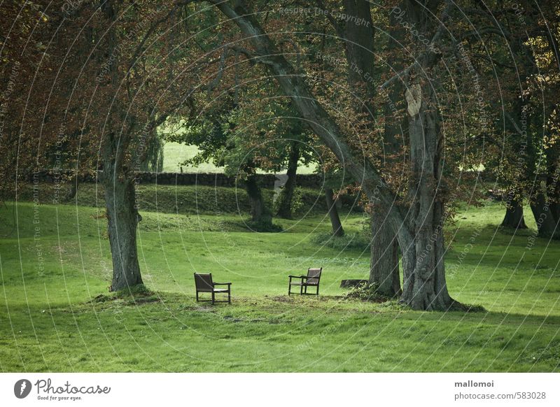 Two chairs face each other in a park Chair Environment Nature Landscape Plant Climate Climate change Tree Garden Park Meadow Patient Calm Hope Sadness