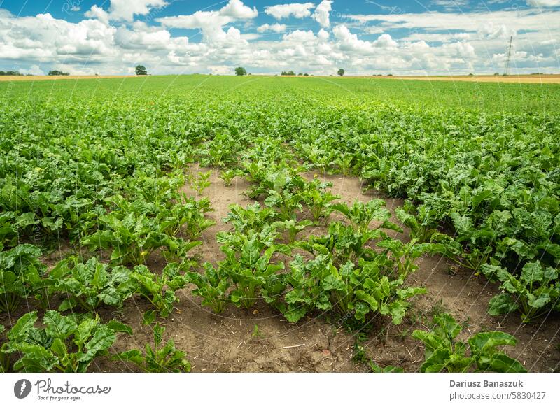View of a mature field of fodder beet plants on a July day in eastern Poland growth leaf green agriculture sky summer rural sugar landscape nature vegetable