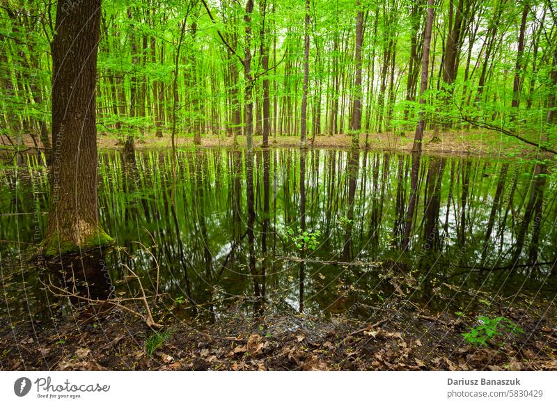 Reflection of trees in a pond in a green forest, April in eastern Poland woodland water mirror reflection lake spring nature leaf day april landscape outdoors