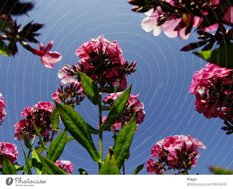 Pink phlox from the beetle's perspective flame flower Phlox Ornamental plant Herbaceous plants garden flowers pink Summer feeling colourful Summerflower June