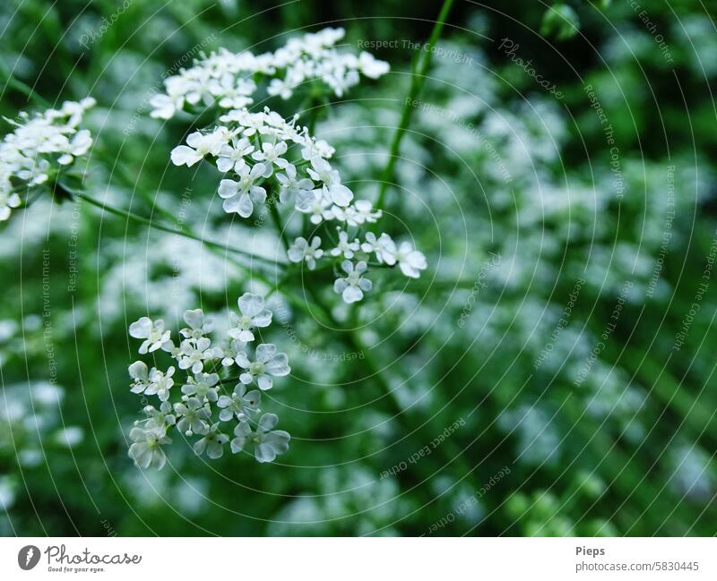 Flowers of the meadow chervil Wild plant Plant Nature Green Park Meadow Diminutive white blossom May June Wayside Summer Exterior shot Growth Umbelliferous