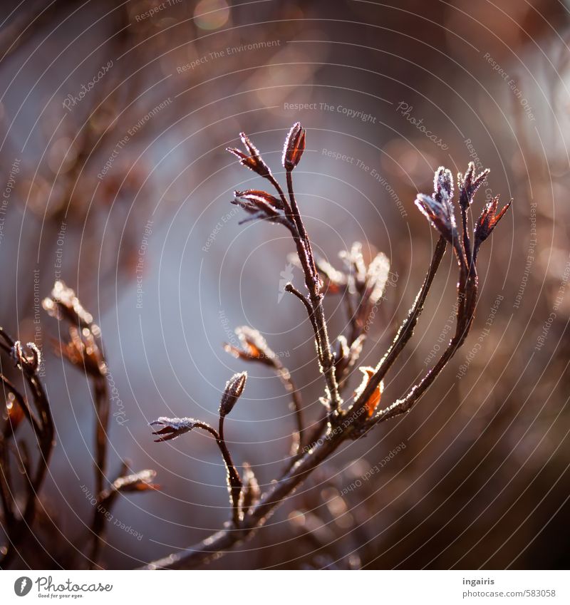 freezing Nature Plant Sky Winter Climate Ice Frost Bushes Blossom Garden Glittering Illuminate To dry up Natural Dry Blue Brown Moody Cold Transience