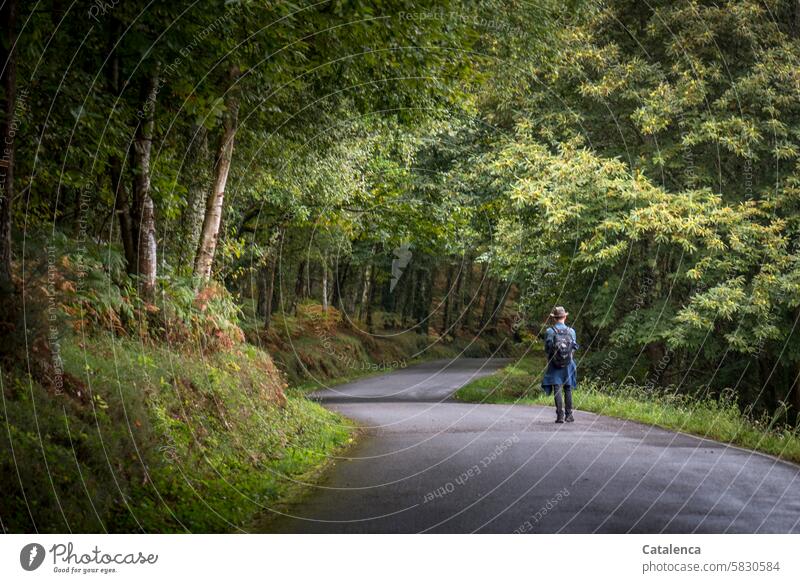 The empty, winding road leads into the forest Nature ways Street Forest Birch tree Chestnut Oak tree hikers Lonely Empty Lanes & trails Landscape Tree