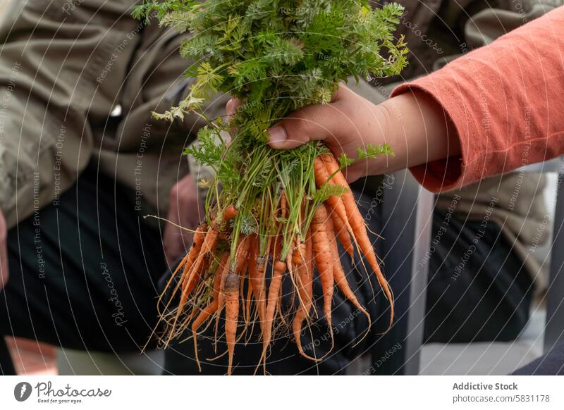 Harvesting Fresh Carrots with Grandpa During Springtime child grandparent senior hands carrot harvest fresh garden bonding spring weekend family agriculture