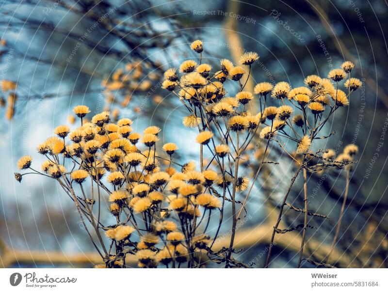 A faded, but therefore particularly decorative plant against a wintry background Vernona False aster Faded Winter Struh blossoms flowers shrub Blue-yellow