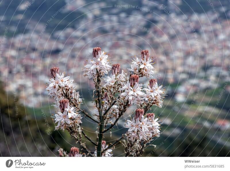 A perennial flowering plant fights drought in this mountainous Mediterranean region aridity Drought lack of water South Plant flowers Blossoming asphodel