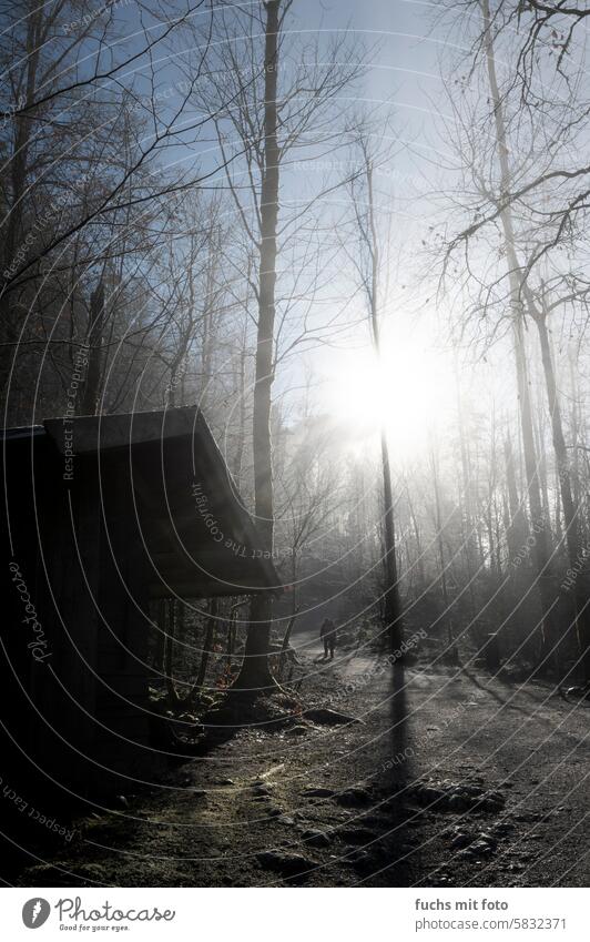 Morning atmosphere in the forest wagon. Hiker hikers Forest morning sun Winter Sunbeam Fog Sunlight Tree Sunrise Cold Nature Meadow Back-light Landscape Sunset