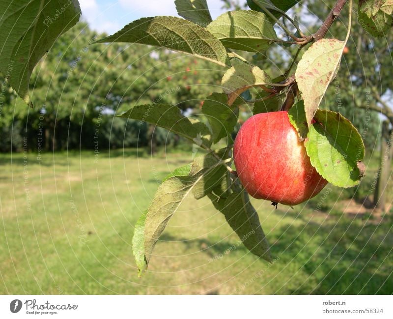 apple Apple tree Fruit garden Tree Garden