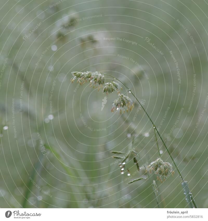 Even the grass is sad Grass Meadow Meadow grass Drop Dripping Drops of water Wet Nature Plant Exterior shot