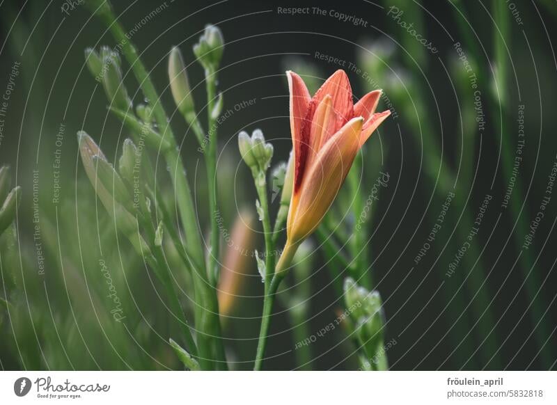 Blossoming | blossoming flower of an orange lily Flower Nature flowering flower garden flower Summer natural light blooming summer flower Lily blossom