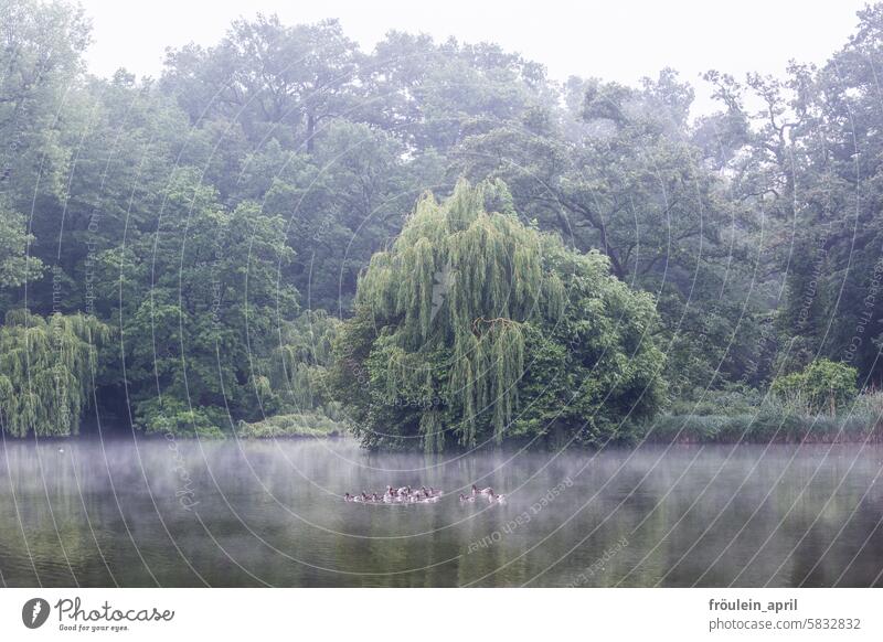 Excursion in the fog | Greylag geese swim in a lake, morning fog drifts over the water, park landscape in Dresden Fog Misty atmosphere Morning fog