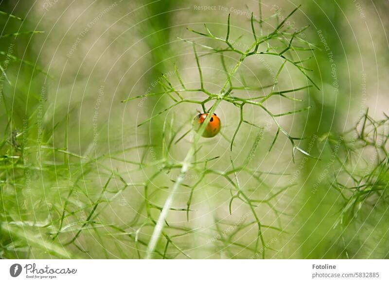 A small red ladybug crawls along the leaves of a fennel plant. Ladybird Beetle Red Green Animal Nature Macro (Extreme close-up) Close-up Insect Crawl Happy