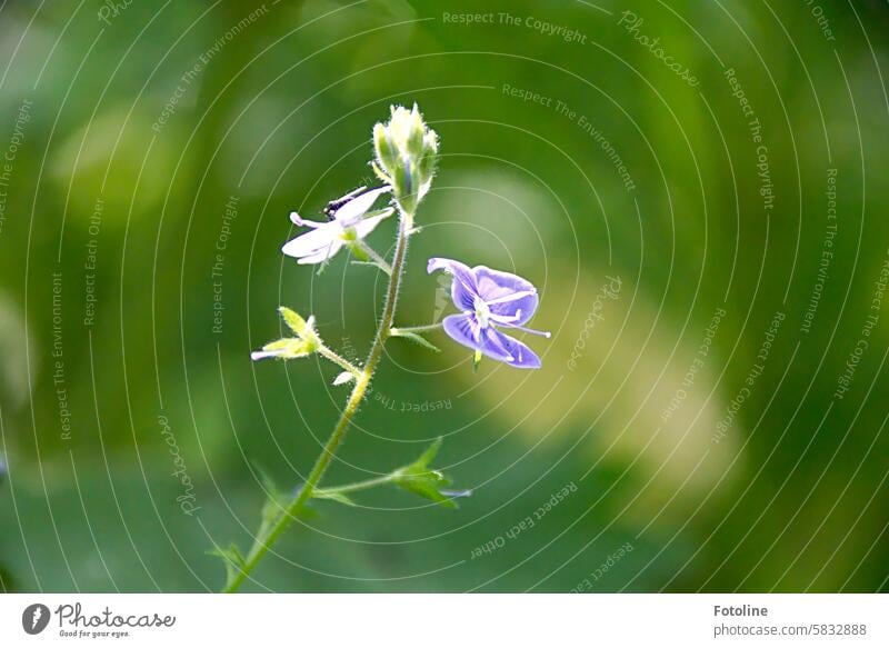 Small purple flower called speedwell Flower Nature Blossom Plant Blossoming Close-up Detail Colour photo Blossom leave Macro (Extreme close-up) Garden Spring