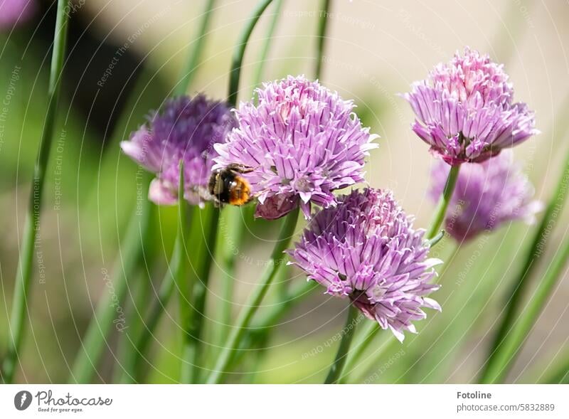 A small bumblebee pollinates the flowers of the chives. Chives Green Herbs and spices Plant Fresh Agricultural crop Shallow depth of field Nutrition Food