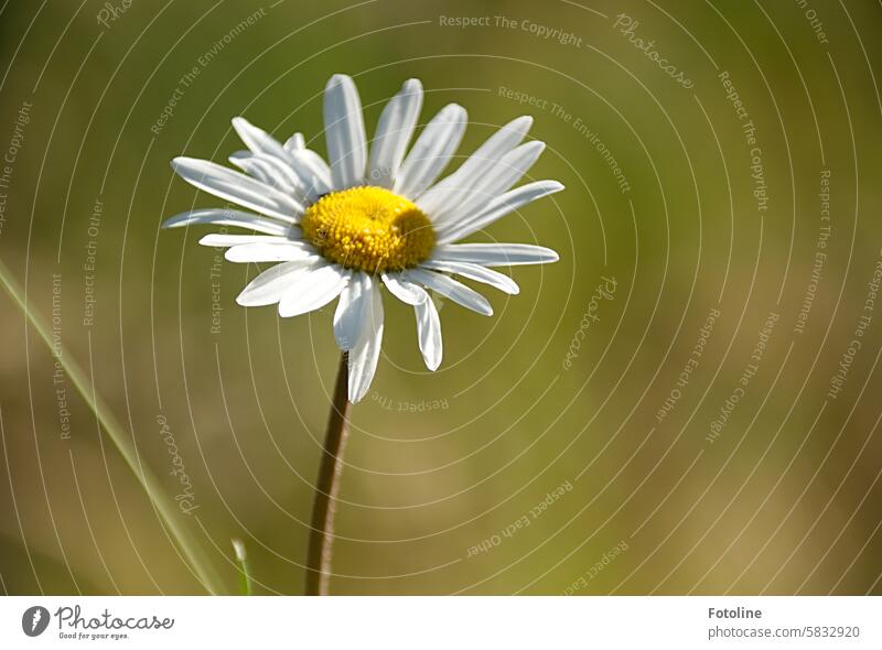 A daisy sways softly in the wind and basks in the sun. Marguerite Flower Blossom Summer Plant White Blossoming Colour photo Close-up Garden Yellow