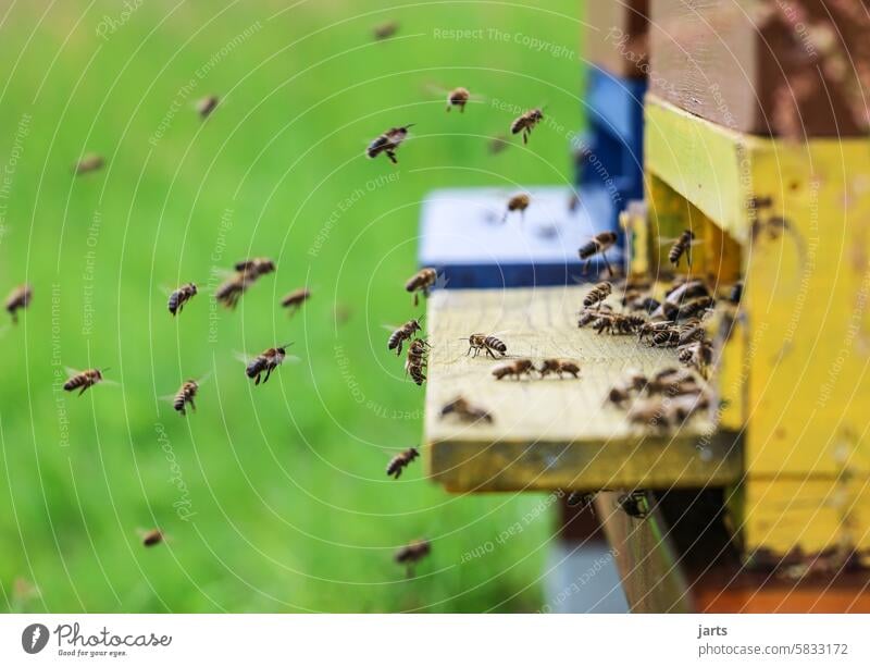Flying bees in front of a beehive Bee Beehive Diligent work Honey Honey bee Bee-keeping Insect Disciplined Flock Teamwork Animal Endurance Deserted Movement