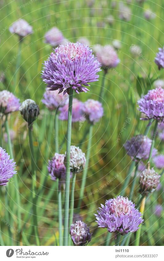 chives flowers plants herbs kitchen herb seasoning spices essential oils Chives rush Chive blossoms purple Edible edible Edible decoration Use in salads