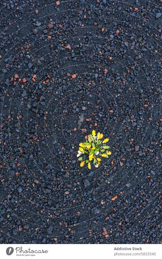 Resilient flower thriving amid harsh highlands volcanic terrain vegetation resilience nature beauty environment rock dark rugged yellow plant growth survival