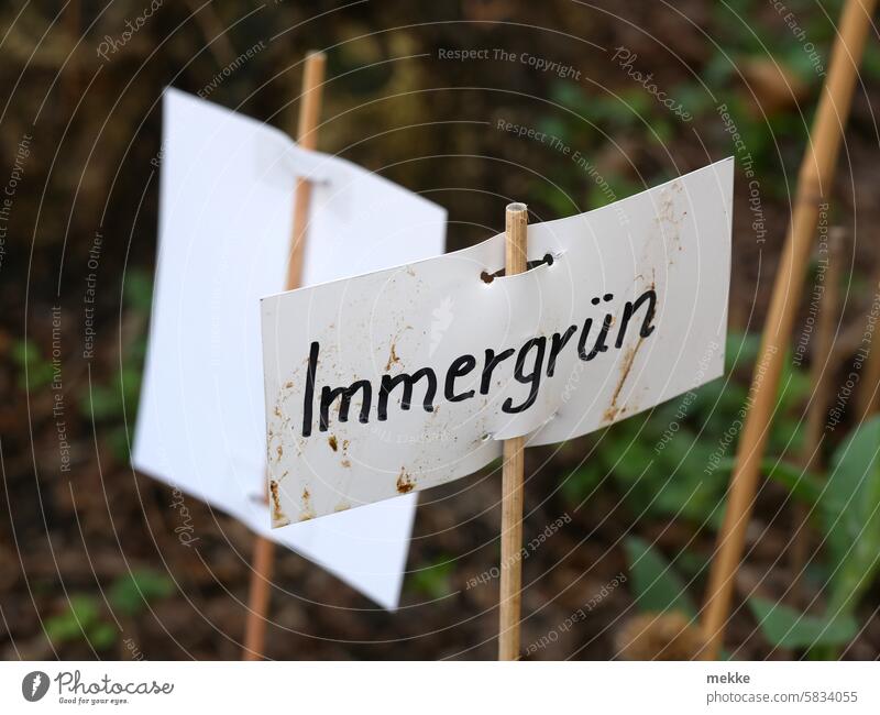 Demo in the allotment garden Evergreen sign Garden Gardening Botany botanical Plant Environment flora Park Garden plot Apocynaceae Vinca dog poison family